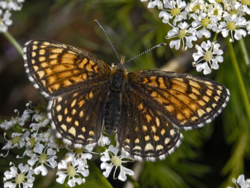 Ancora una Melitaea species - Melitaea diamina